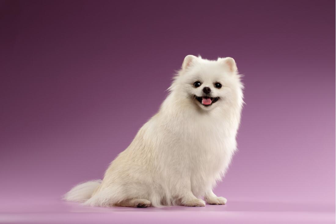 Einen Hund anschaffen