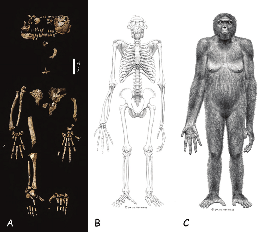 Ardipithecus ramidus 